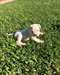 Chiots Alapaha Blue Blood Bulldog - photo 1