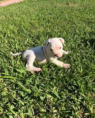 Chiots Alapaha Blue Blood Bulldog