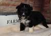 Chiots Berger Australien - Annonce classée # 535280