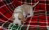 Chiots Basset Hound - Annonce classée # 535282