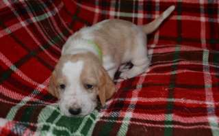 Chiots Basset Hound