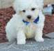 Chiots Bichon Frise - photo 1
