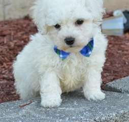 Chiots Bichon Frise