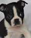 Chiots Boston Terrier - Annonce classée # 535290