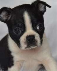 Chiots Boston Terrier