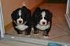 chiot bouvier bernois a donner - photo 1