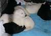 CHIOTS BERGER ALLEMAND FREE TO GOOD HOME - photo 1