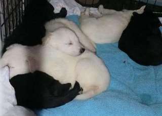 CHIOTS BERGER ALLEMAND FREE TO GOOD HOME