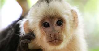 Singe Capunchin à vendre