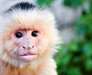 Singe Capunchin à vendre - photo 1