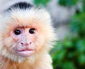 Singe Capunchin à vendre