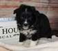 Chiots Berger Australien - Annonce classée # 535485