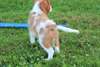 Chiots Cavalier King Charles - Annonce classée # 535493