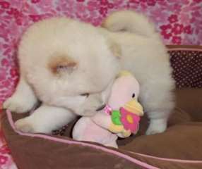 Chiots Chow Chow