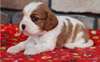 Chiots Cavalier King Charles - Annonce classée # 535532