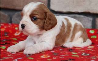 Chiots Cavalier King Charles