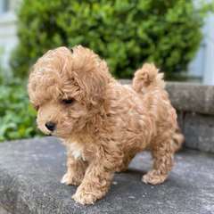 Chiots Maltipoo