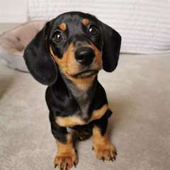 Chiots Teckel