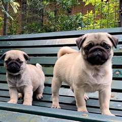Chiots Carlins