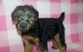 Chiots Welsh Terrier