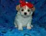 Chiots Shih Tzu - photo 1