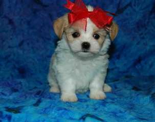 Chiots Shih Tzu