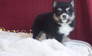 Chiots Pomsky