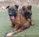 Chiots malinois a donner - photo 1
