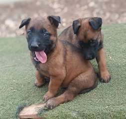 Chiots malinois a donner