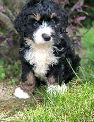 Chiots Bernedoodle