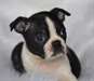 Chiots Boston Terrier - photo 1