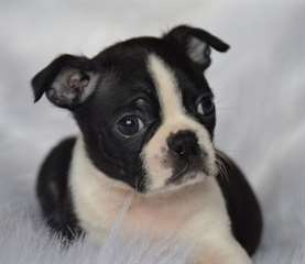Chiots Boston Terrier
