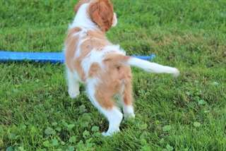 Chiots Cavalier King Charles