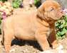 Chiots dogue De Bordeaux - photo 1
