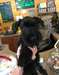Chiots Schnauzer Géant - Annonce classée # 535815