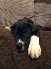 Chiots Grand Danois