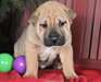 Chiots Chinese Shar-Pei - Annonce classée # 535856