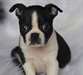 Chiots Boston Terrier - Annonce classée # 535987