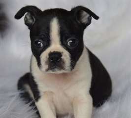 Chiots Boston Terrier
