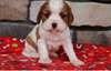 Chiots Cavalier King Charles - Annonce classée # 535993