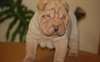 Chiots Chinese Shar-Pei - Annonce classée # 535996