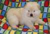 Chiots Chow Chow - Annonce classée # 535997