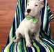 Chiots Dogo Agentino - photo 1