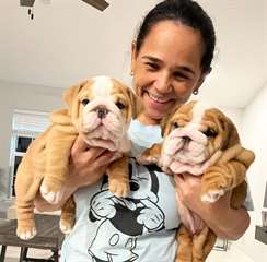 Chiots Boulledogue Anglais