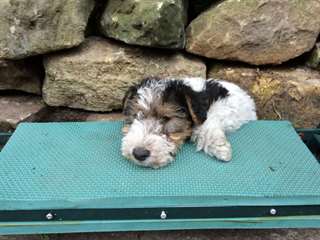 Chiots Fox Terrier