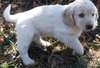 Chiots Cocker Doré - Annonce classée # 536011