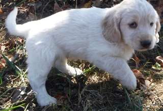 Chiots Cocker Dor&#233;