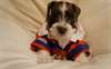 Chiots Miniature Schnauzer - Annonce classée # 536029