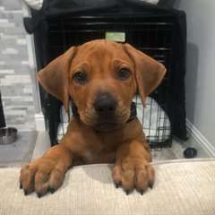 Chiots Rhodesian Ridgeback