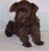 Chiots Miniature Schnauzer - Annonce classée # 536109